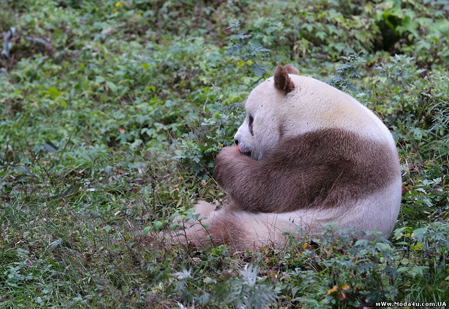Кизай - единственная коричневая панда в мире